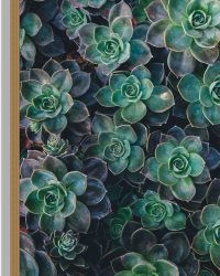 WallClassics - Hout - Echeveria Groene Plant - 40x60 cm - 12 mm dik - Foto op Hout (Met Ophangsysteem)