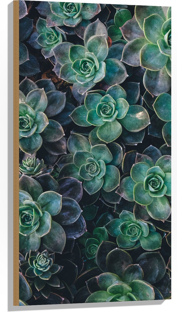WallClassics - Hout - Echeveria Groene Plant - 50x100 cm - 12 mm dik - Foto op Hout (Met Ophangsysteem)