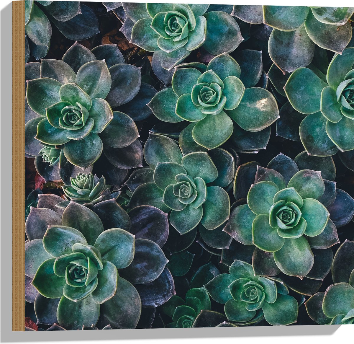 WallClassics - Hout - Echeveria Groene Plant - 50x50 cm - 12 mm dik - Foto op Hout (Met Ophangsysteem)