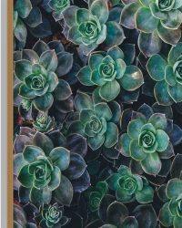 WallClassics - Hout - Echeveria Groene Plant - 50x75 cm - 12 mm dik - Foto op Hout (Met Ophangsysteem)
