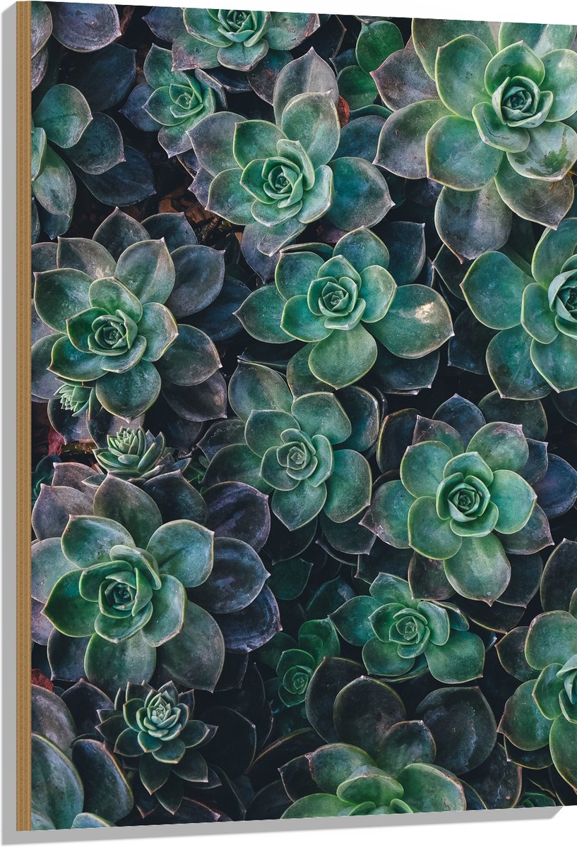 WallClassics - Hout - Echeveria Groene Plant - 70x105 cm - 12 mm dik - Foto op Hout (Met Ophangsysteem)