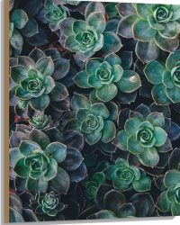 WallClassics - Hout - Echeveria Groene Plant - 75x100 cm - 12 mm dik - Foto op Hout (Met Ophangsysteem)