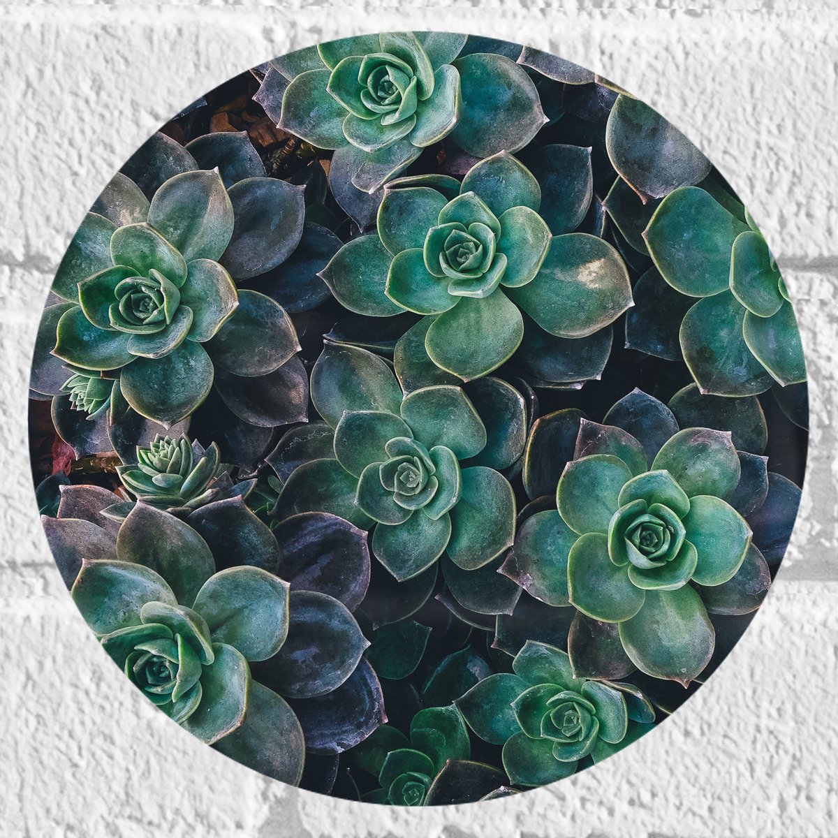 WallClassics - Muursticker Cirkel - Echeveria Groene Plant - 20x20 cm Foto op Muursticker