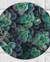 WallClassics - Muursticker Cirkel - Echeveria Groene Plant - 30x30 cm Foto op Muursticker