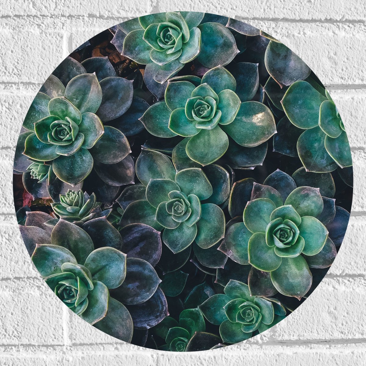 WallClassics - Muursticker Cirkel - Echeveria Groene Plant - 40x40 cm Foto op Muursticker