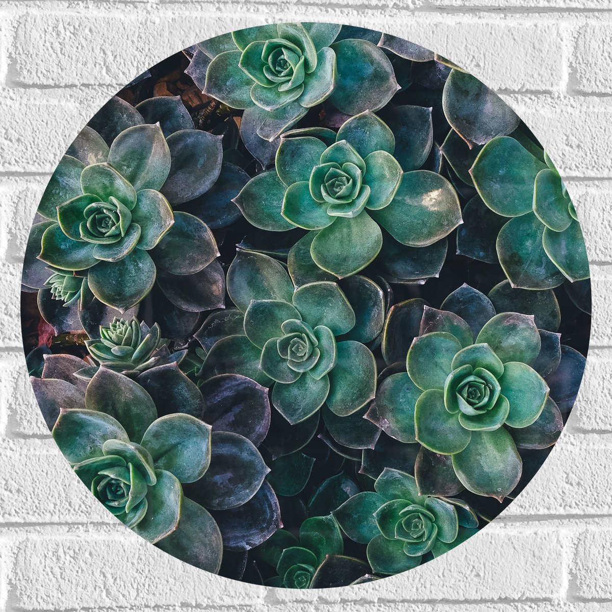 WallClassics - Muursticker Cirkel - Echeveria Groene Plant - 50x50 cm Foto op Muursticker