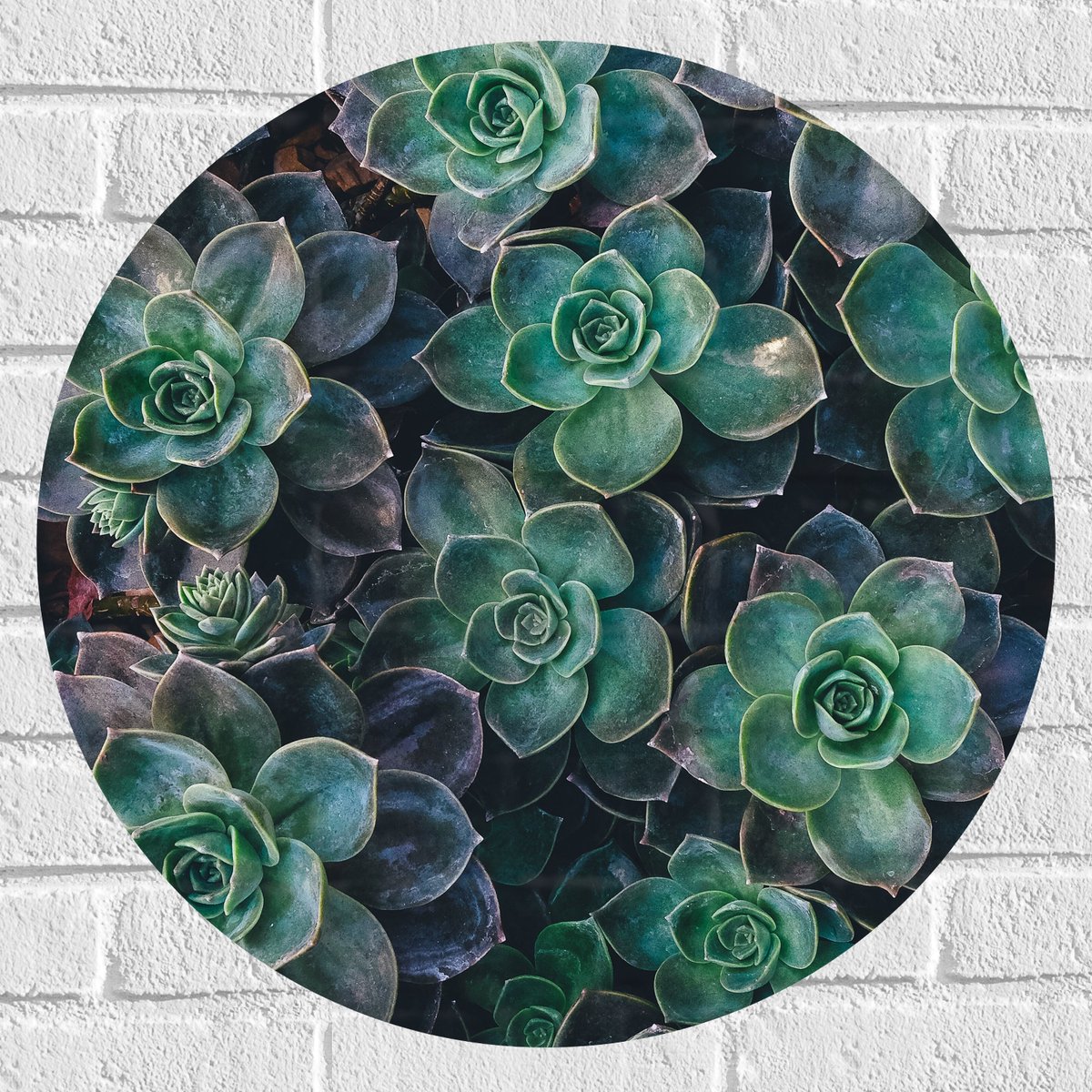 WallClassics - Muursticker Cirkel - Echeveria Groene Plant - 60x60 cm Foto op Muursticker