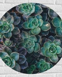 WallClassics - Muursticker Cirkel - Echeveria Groene Plant - 70x70 cm Foto op Muursticker
