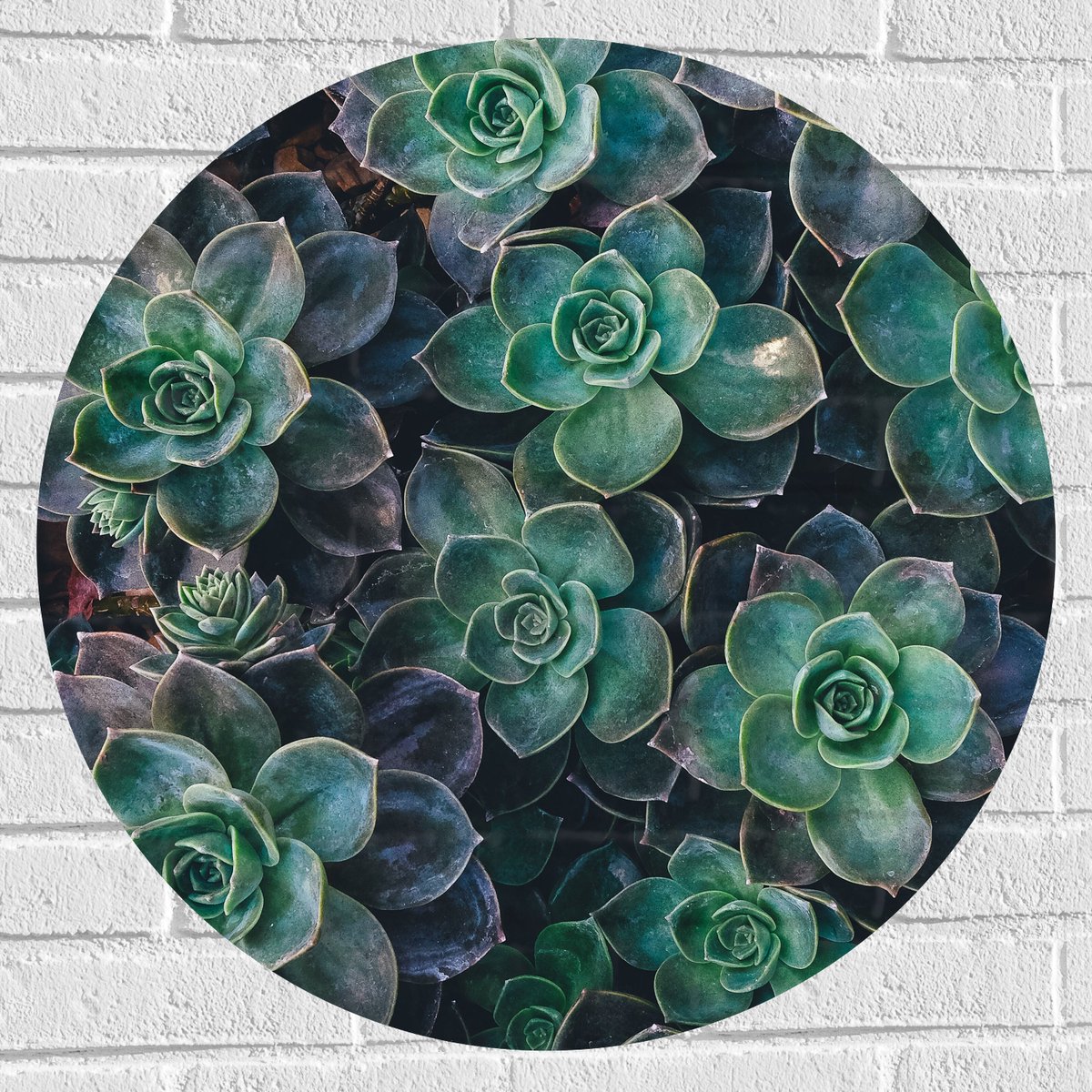 WallClassics - Muursticker Cirkel - Echeveria Groene Plant - 70x70 cm Foto op Muursticker