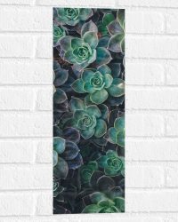 WallClassics - Muursticker - Echeveria Groene Plant - 20x60 cm Foto op Muursticker