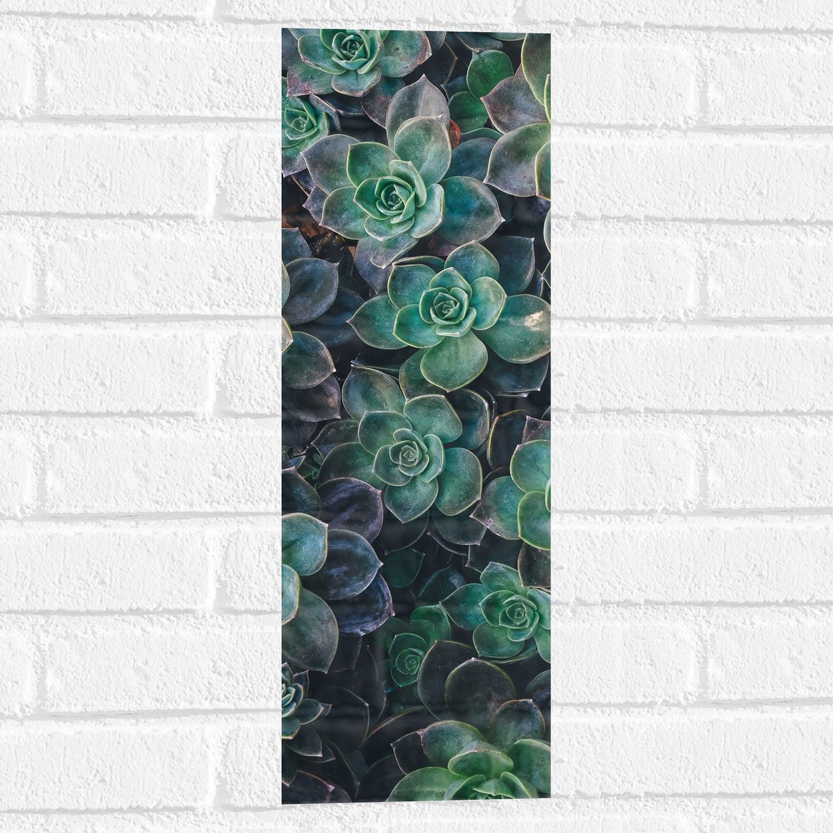 WallClassics - Muursticker - Echeveria Groene Plant - 20x60 cm Foto op Muursticker