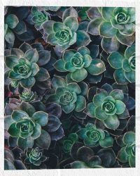 WallClassics - Muursticker - Echeveria Groene Plant - 30x40 cm Foto op Muursticker