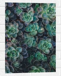 WallClassics - Muursticker - Echeveria Groene Plant - 40x60 cm Foto op Muursticker