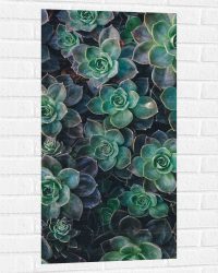 WallClassics - Muursticker - Echeveria Groene Plant - 50x100 cm Foto op Muursticker