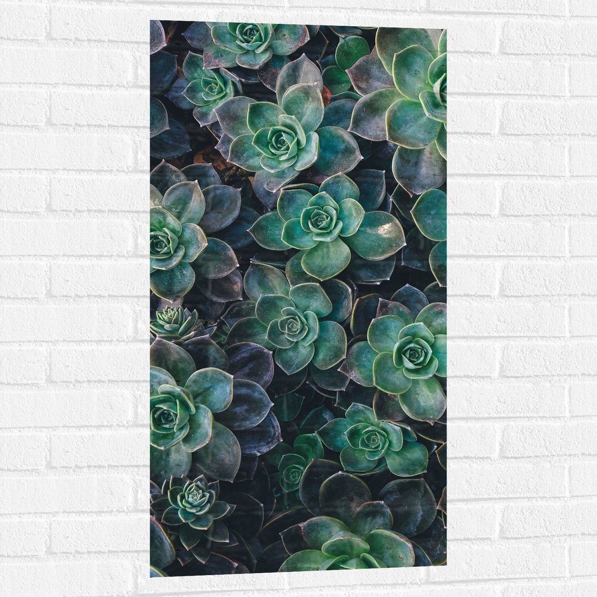 WallClassics - Muursticker - Echeveria Groene Plant - 50x100 cm Foto op Muursticker