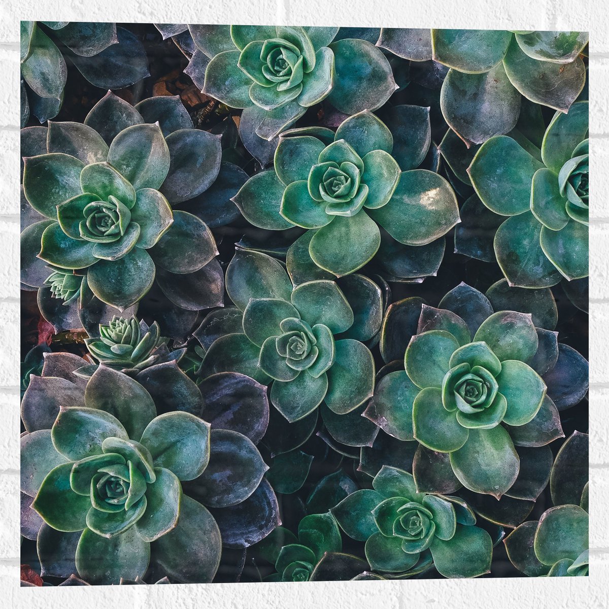 WallClassics - Muursticker - Echeveria Groene Plant - 50x50 cm Foto op Muursticker