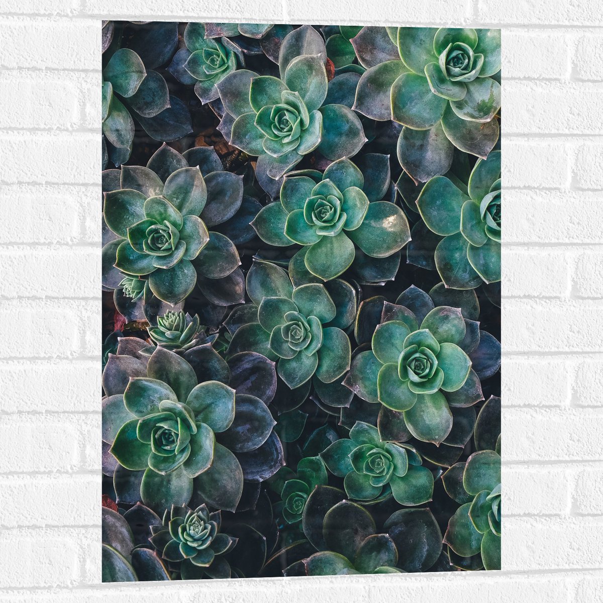WallClassics - Muursticker - Echeveria Groene Plant - 50x75 cm Foto op Muursticker