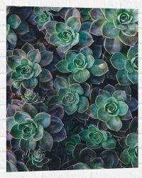 WallClassics - Muursticker - Echeveria Groene Plant - 60x80 cm Foto op Muursticker