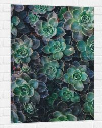 WallClassics - Muursticker - Echeveria Groene Plant - 70x105 cm Foto op Muursticker
