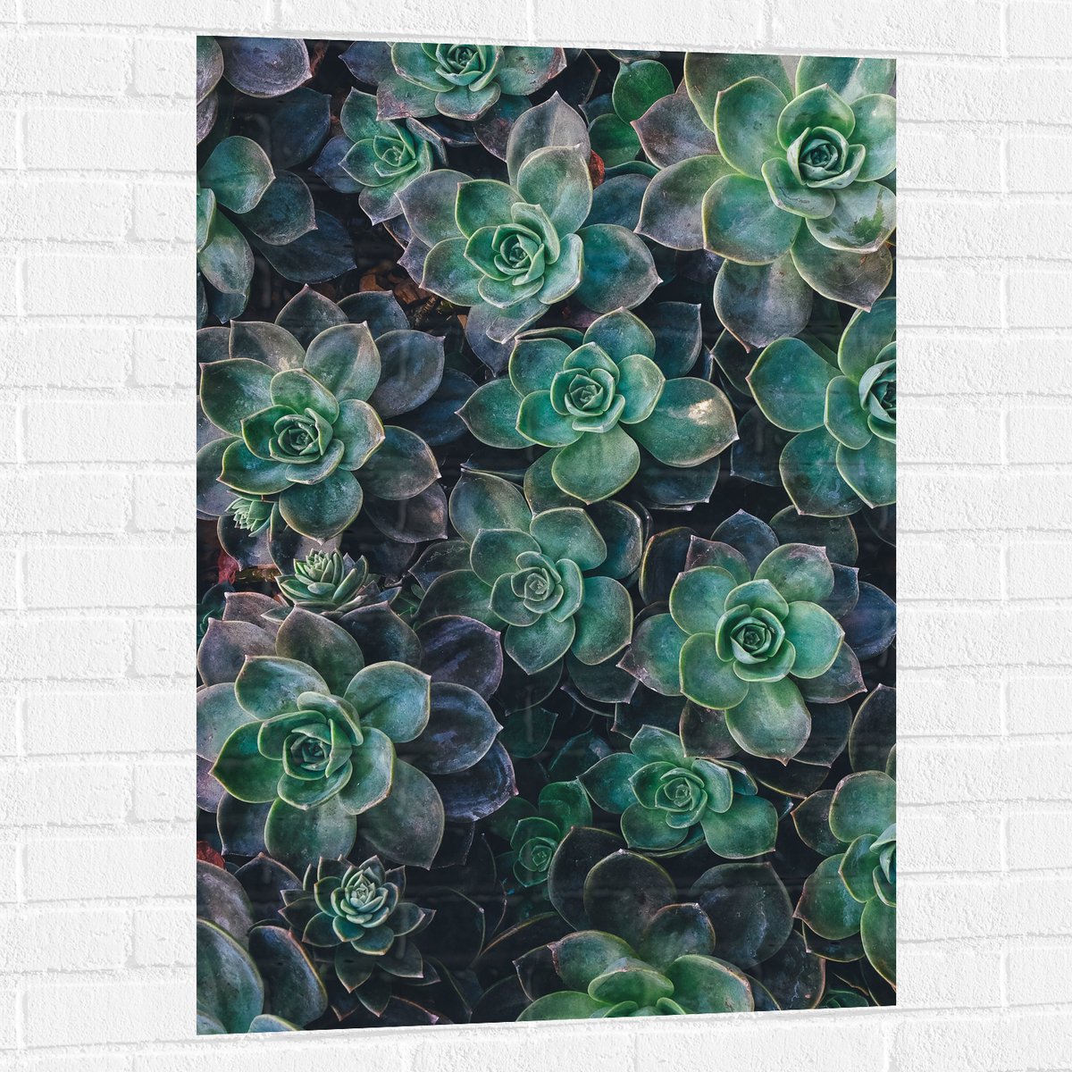 WallClassics - Muursticker - Echeveria Groene Plant - 70x105 cm Foto op Muursticker