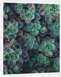 WallClassics - Muursticker - Echeveria Groene Plant - 75x100 cm Foto op Muursticker