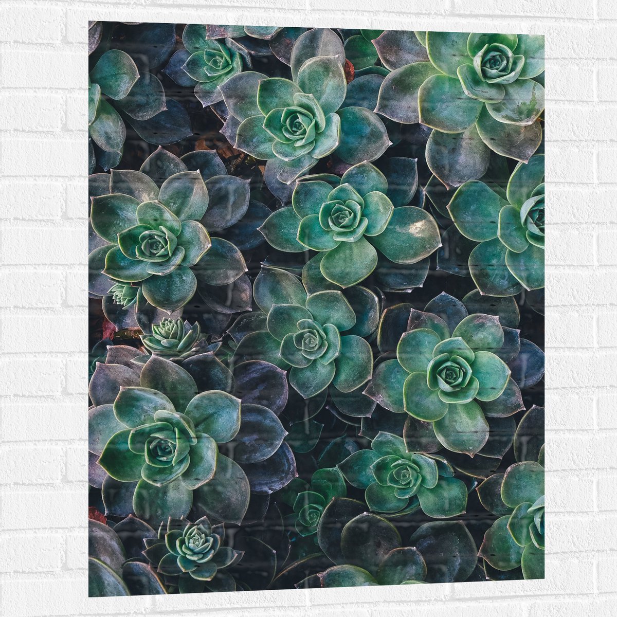 WallClassics - Muursticker - Echeveria Groene Plant - 75x100 cm Foto op Muursticker