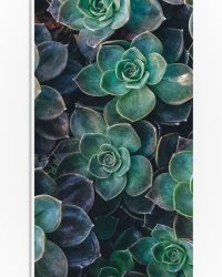 WallClassics - PVC Schuimplaat - Echeveria Groene Plant - 20x60 cm Foto op PVC Schuimplaat (Met Ophangsysteem)