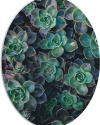 WallClassics - PVC Schuimplaat Ovaal - Echeveria Groene Plant - 72x96 cm Foto op Ovaal (Met Ophangsysteem)