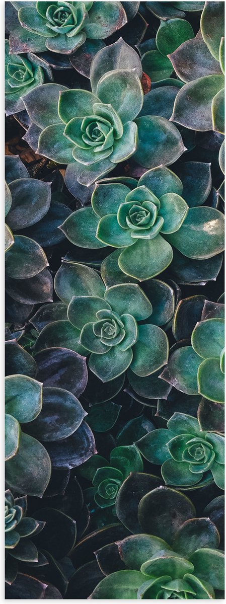 WallClassics - Poster Glanzend - Echeveria Groene Plant - 20x60 cm Foto op Posterpapier met Glanzende Afwerking