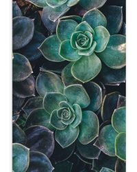 WallClassics - Textielposter - Echeveria Groene Plant - 30x90 cm Foto op Textiel
