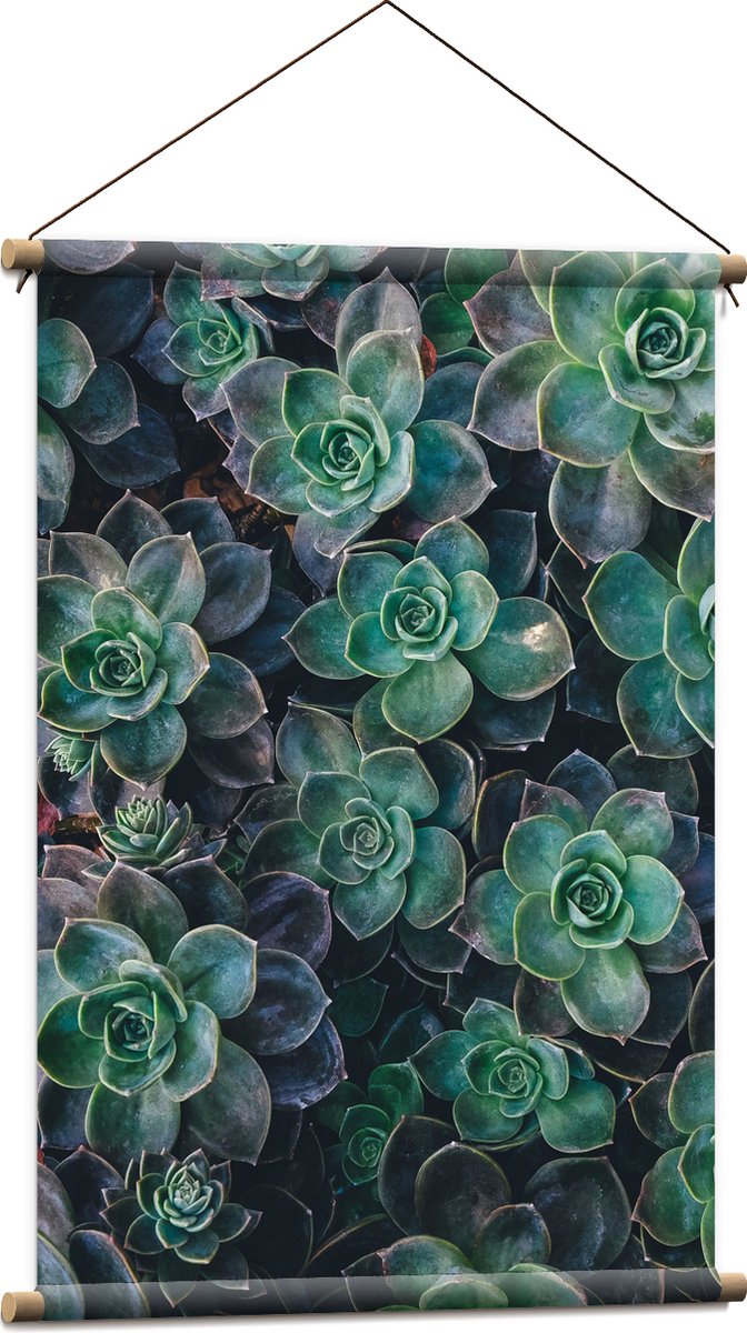 WallClassics - Textielposter - Echeveria Groene Plant - 60x90 cm Foto op Textiel