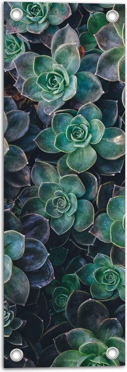 WallClassics - Tuinposter - Echeveria Groene Plant - 20x60 cm Foto op Tuinposter (wanddecoratie voor buiten en binnen)
