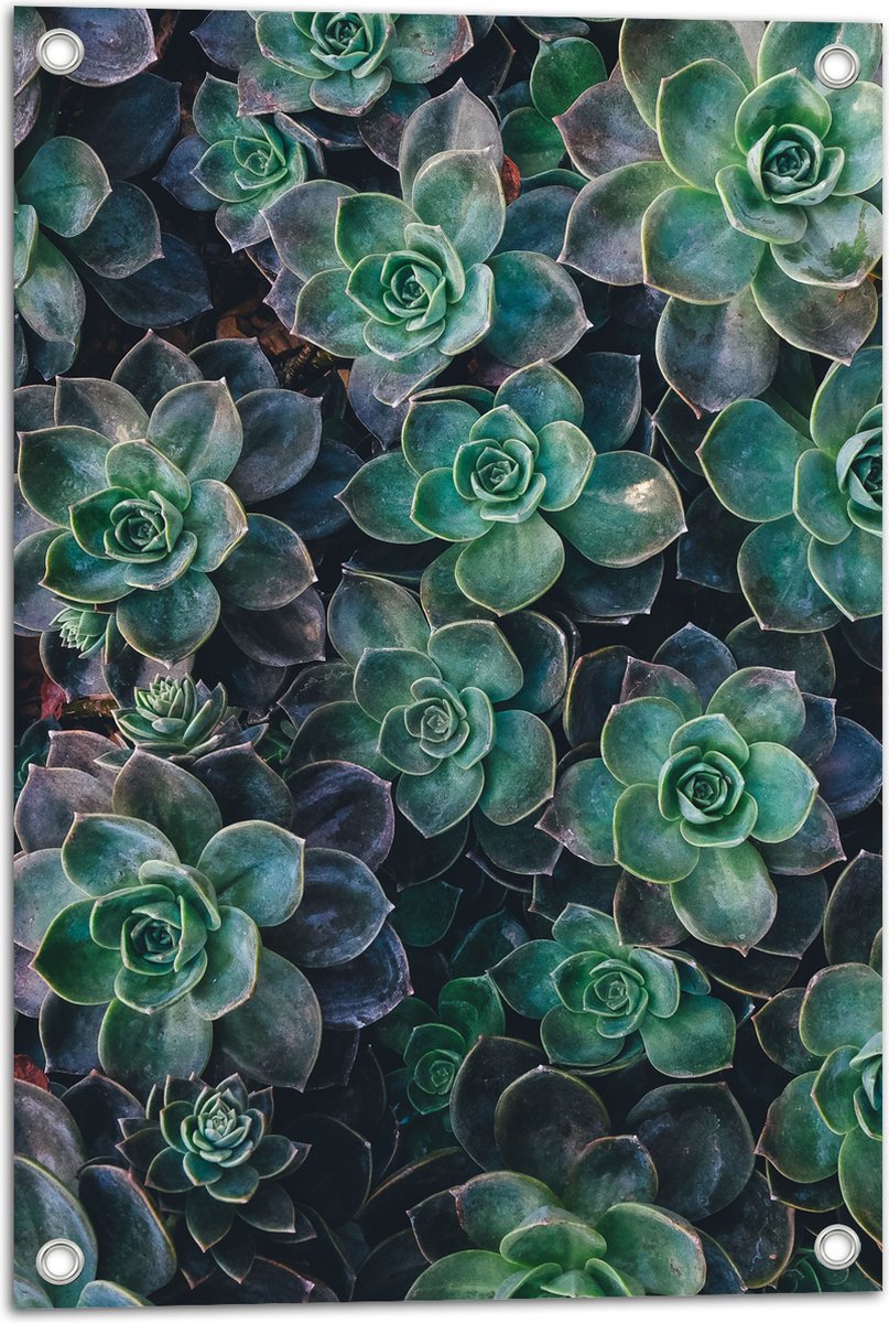 WallClassics - Tuinposter - Echeveria Groene Plant - 40x60 cm Foto op Tuinposter (wanddecoratie voor buiten en binnen)