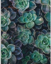 WallClassics - Tuinposter - Echeveria Groene Plant - 50x100 cm Foto op Tuinposter (wanddecoratie voor buiten en binnen)