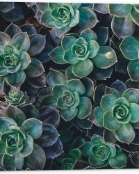 WallClassics - Tuinposter - Echeveria Groene Plant - 50x50 cm Foto op Tuinposter (wanddecoratie voor buiten en binnen)