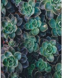 WallClassics - Tuinposter - Echeveria Groene Plant - 50x75 cm Foto op Tuinposter (wanddecoratie voor buiten en binnen)