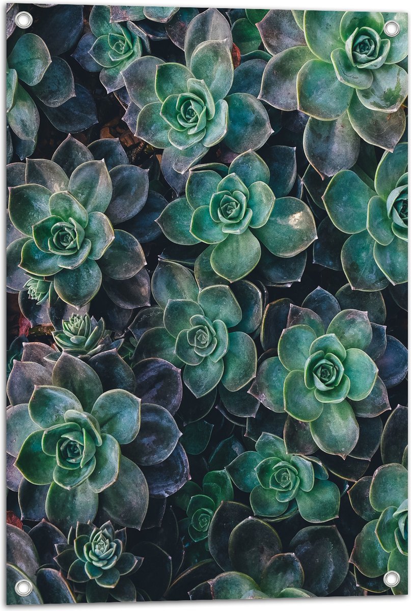 WallClassics - Tuinposter - Echeveria Groene Plant - 50x75 cm Foto op Tuinposter (wanddecoratie voor buiten en binnen)
