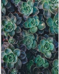 WallClassics - Tuinposter - Echeveria Groene Plant - 60x80 cm Foto op Tuinposter (wanddecoratie voor buiten en binnen)