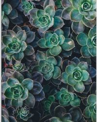 WallClassics - Tuinposter - Echeveria Groene Plant - 70x105 cm Foto op Tuinposter (wanddecoratie voor buiten en binnen)