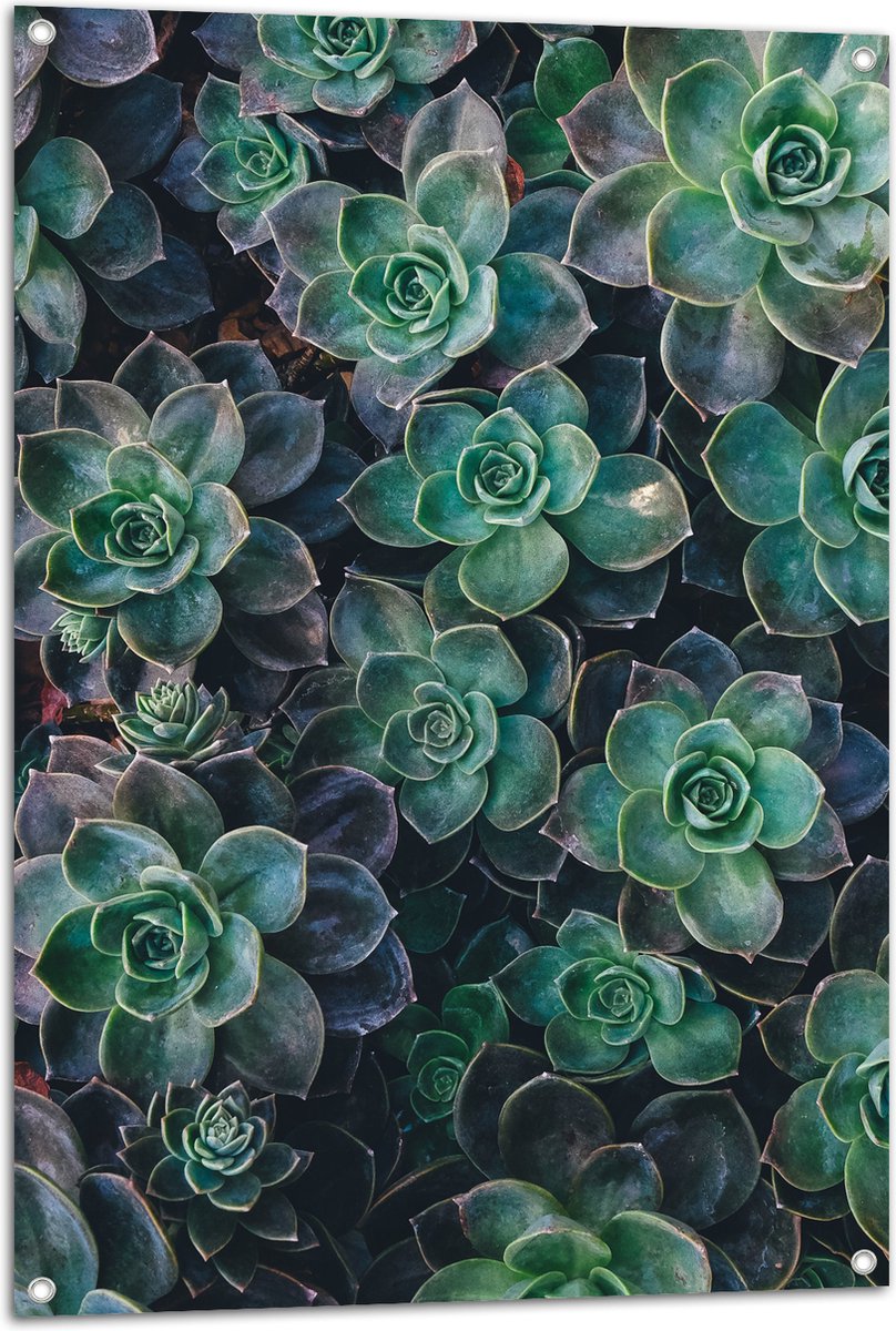 WallClassics - Tuinposter - Echeveria Groene Plant - 70x105 cm Foto op Tuinposter (wanddecoratie voor buiten en binnen)