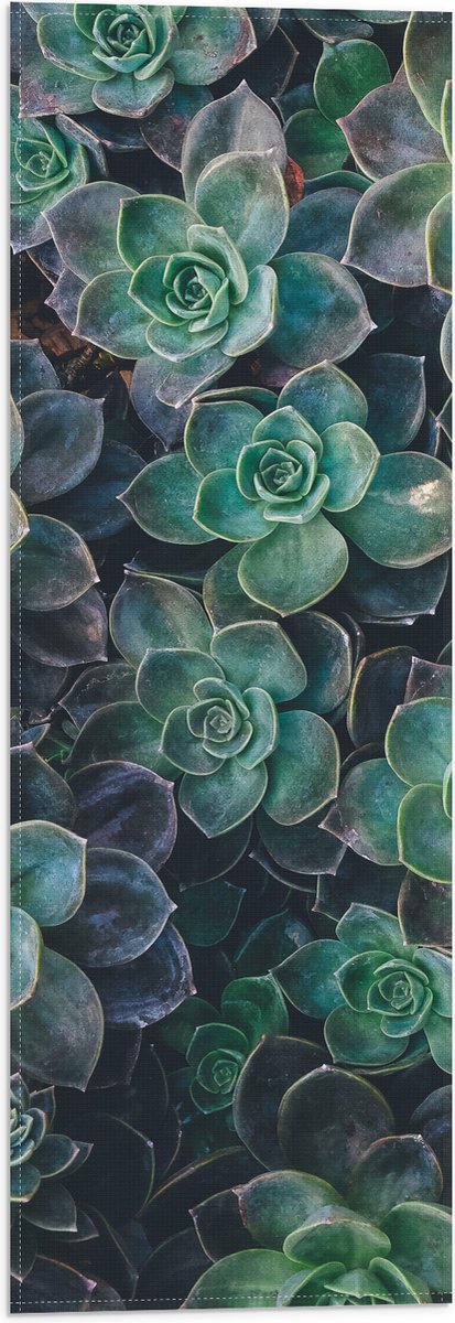 WallClassics - Vlag - Echeveria Groene Plant - 20x60 cm Foto op Polyester Vlag