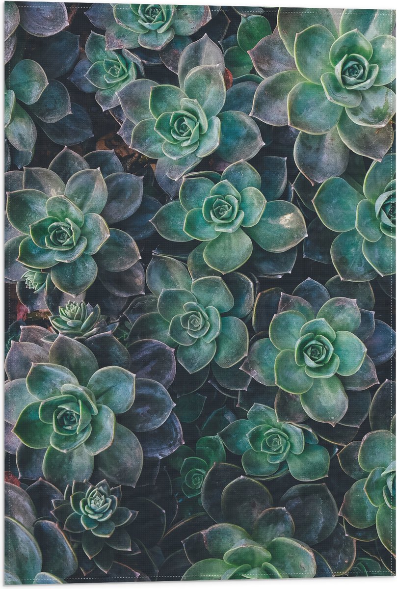 WallClassics - Vlag - Echeveria Groene Plant - 40x60 cm Foto op Polyester Vlag