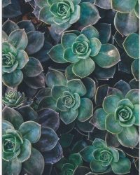 WallClassics - Vlag - Echeveria Groene Plant - 50x100 cm Foto op Polyester Vlag