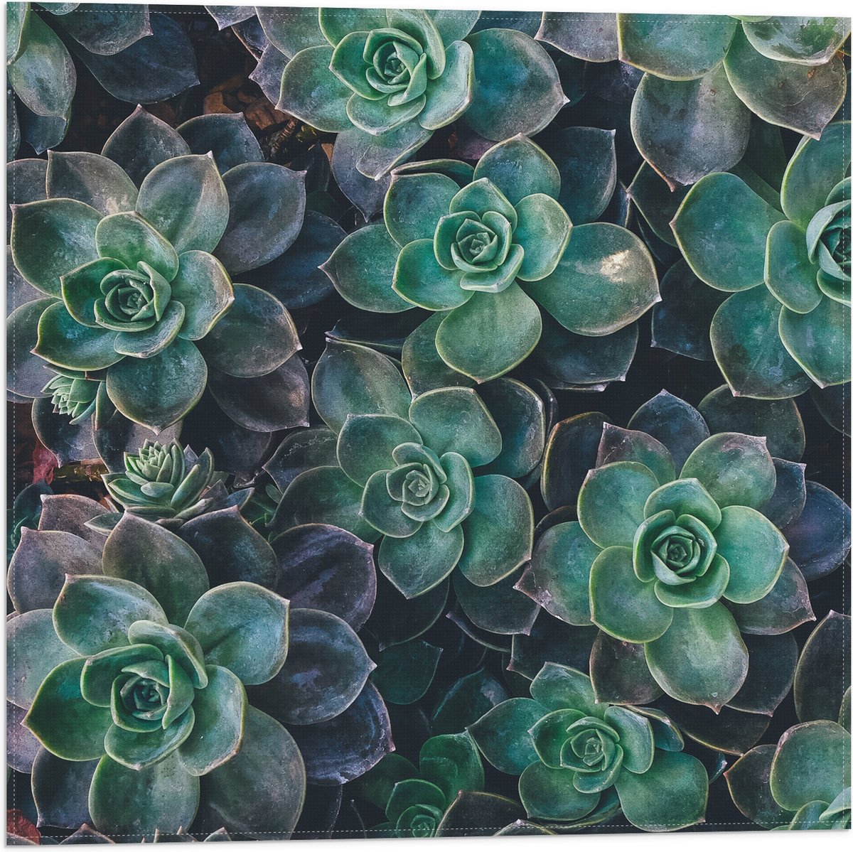 WallClassics - Vlag - Echeveria Groene Plant - 50x50 cm Foto op Polyester Vlag