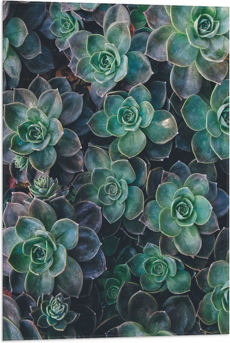 WallClassics - Vlag - Echeveria Groene Plant - 50x75 cm Foto op Polyester Vlag