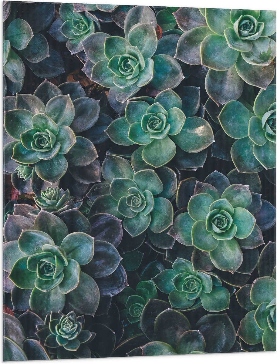 WallClassics - Vlag - Echeveria Groene Plant - 75x100 cm Foto op Polyester Vlag