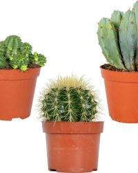 3x Cactus Mix - Succulent - Onderhoudsvriendelijk - ⌀8,5 cm -10-15 cm