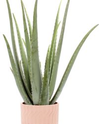 Aloe Vera in Jane keramiek (Orange) ↨ 35cm - hoge kwaliteit planten