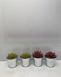 Cactus24- Echeveria Agavoides 4 stuks - 8.5cmØ- Kerst- zinkenpot - Goud en roodkleurige glitters
