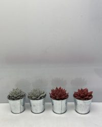 Cactus24- Echeveria Agavoides 4 stuks- 8.5cmØ- Kerst- zinkenpot - Zilver en Roodkleurige glitters